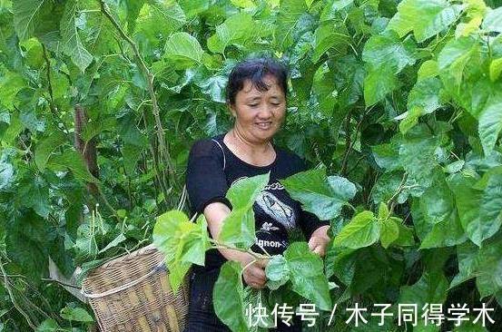 盗汗|经常桑叶泡水喝,身体会发生三个惊喜的变化,后悔才知道!