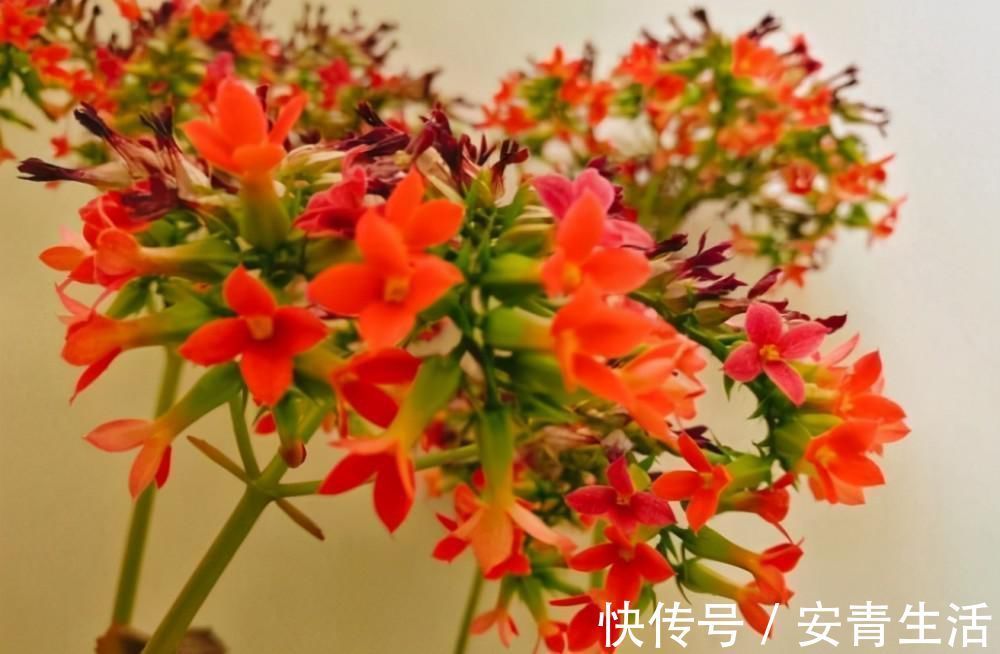 长寿花的品种越来越多,老单红却被淘汰,开花红艳为何不招人喜欢