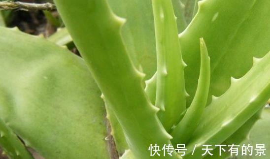 肌肤|女性想要肌肤好,推荐4种食物,排毒美容,通肠排便,好处多多!