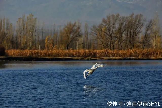 撒拉|伊犁撒拉村的天鹅