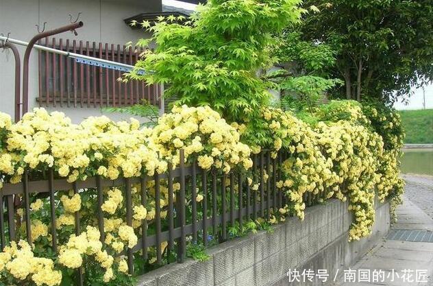 简直|家里养了这些花,简直美哭了