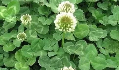  香椿|蒲公英、香椿、榆树钱、白蒿，一种野菜就能治一种病，了解一下