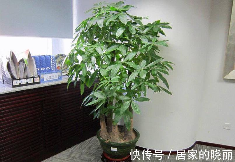 寓意|客厅摆上5种花,寓意美好越养越旺,皮实好养颜值高,适合新手