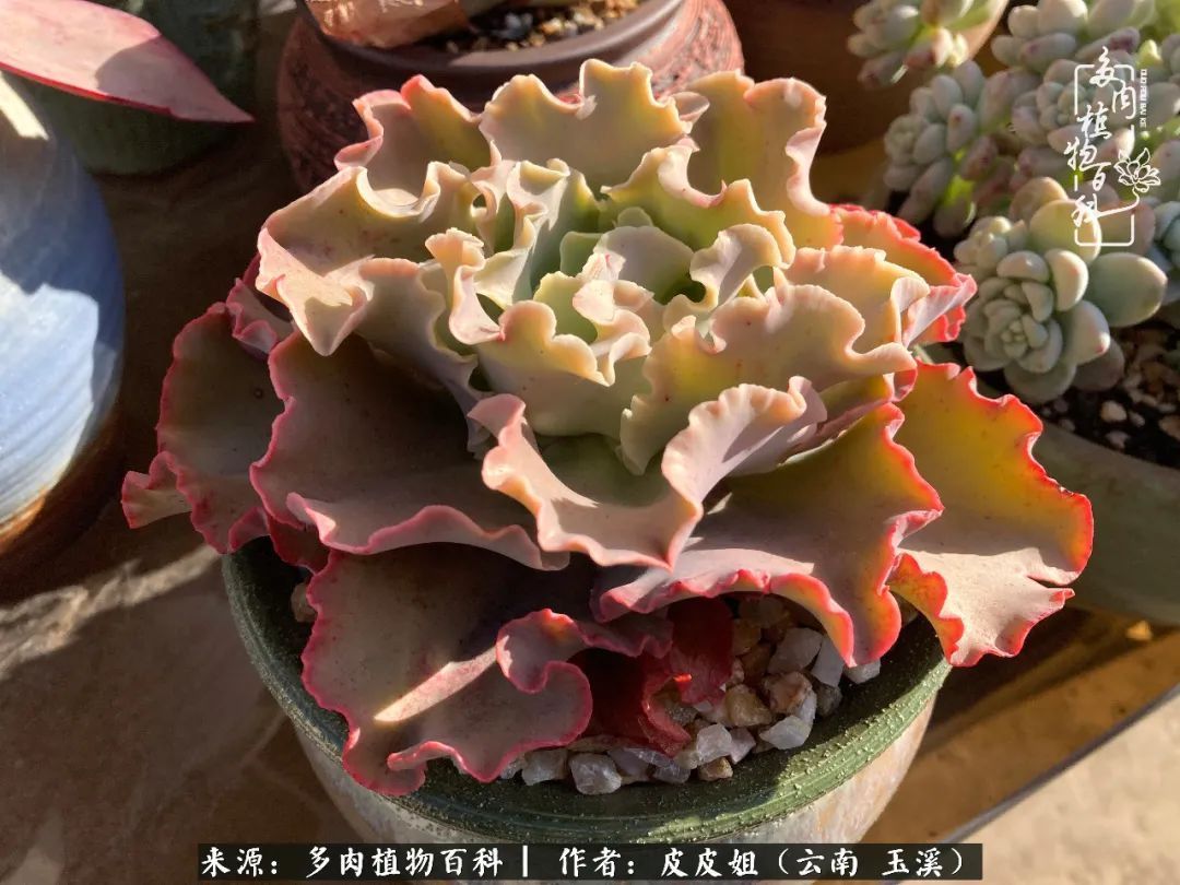 秋黄|柴米油盐的日子,养几盆多肉吧,为生活添几抹色彩!