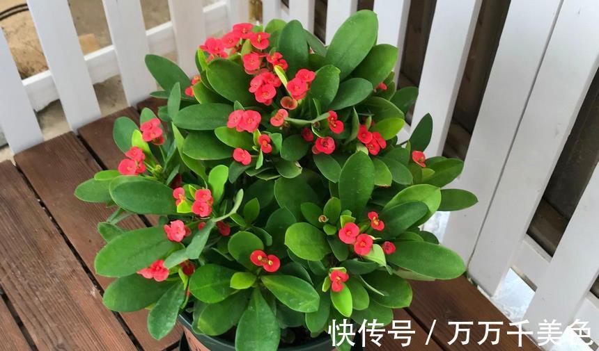 枝叶|这4方面养护到位，虎刺梅才不出问题，枝叶茂盛，到了花期就开花