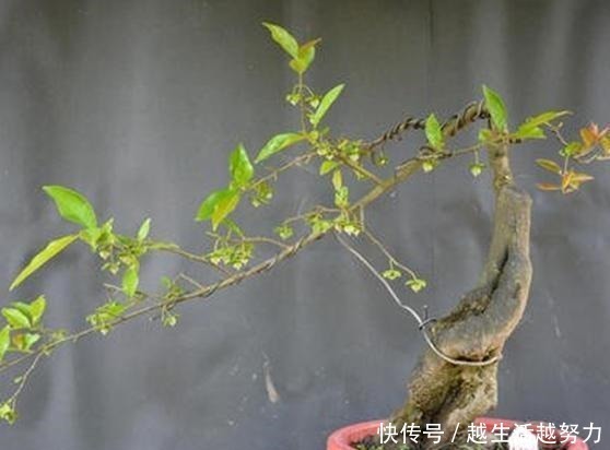 盆景|一种名贵的盆景树,有院子的一定要养,价值高造型美!