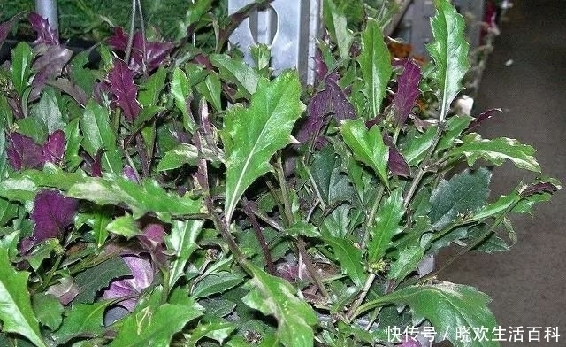 農村這種“千年老鼠屎”，一斤百元價值很高，如果看到請帶回家！