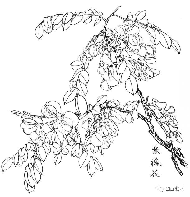  白描|花卉白描图谱选页分享