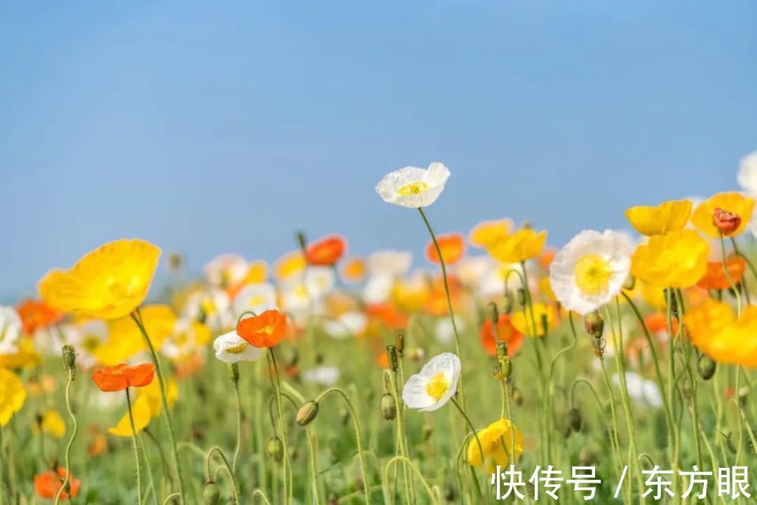 几度夕阳红#十个比喻,说透人生(精辟!)