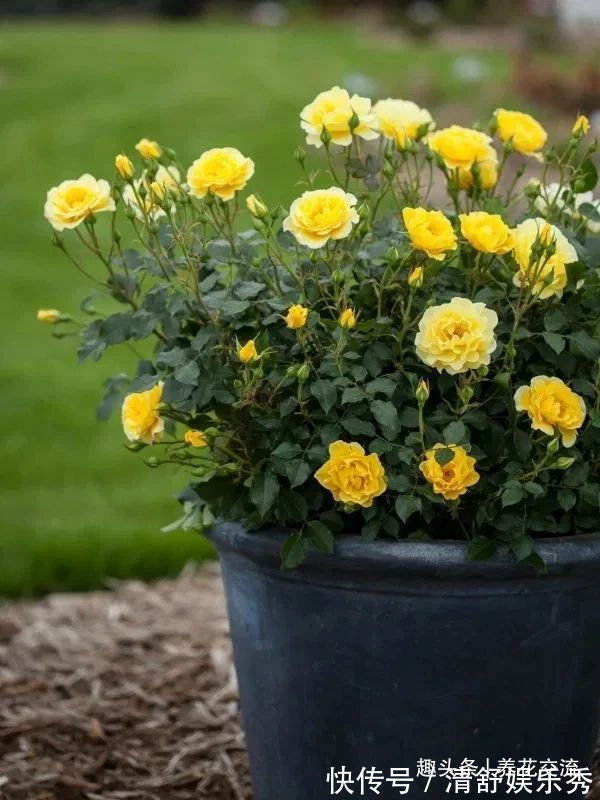 月季花|10种适合在秋季购买的盆栽花卉,提前买好,冬春时节持续有花开