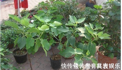 这几种常见水果吃完后核不要扔,不然亏大了,7天长成美丽盆栽