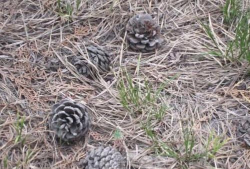 黄叶|蟹爪兰盆里加点这个好东西,不烂根、不黄叶,花朵开满盆!