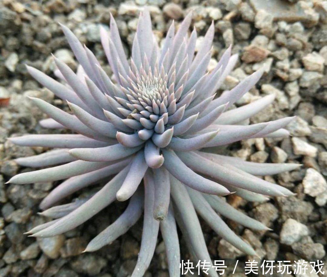 九死还魂草|9种养不死的花，绿萝只能排最后，再养不活就剁手吧