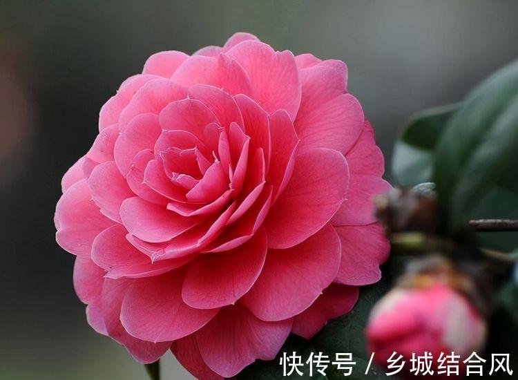 农历9月29日霜降后,养什么花?以下3种花,福临小院四季常安