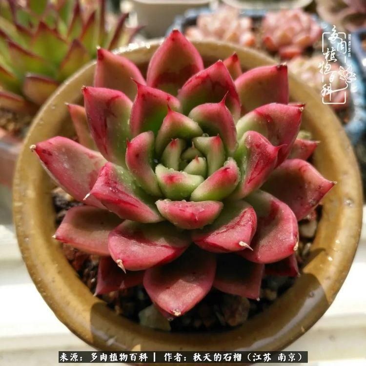 渡劫归来的肉肉,谁是谁的前世,谁又成了谁的今生