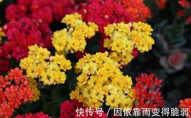 家庭养花，那就选此6种，好养易管理，你也能变养花高手
