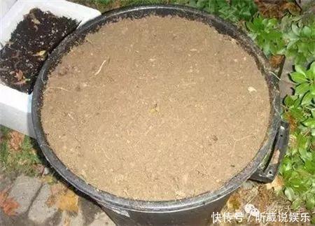 4种垃圾不会分类别担心,埋在花盆底,叶子绿得直滴油!