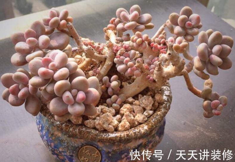 多肉|盘点6种适合新手的多肉，皮实好养颜值高，轻松养出好状态