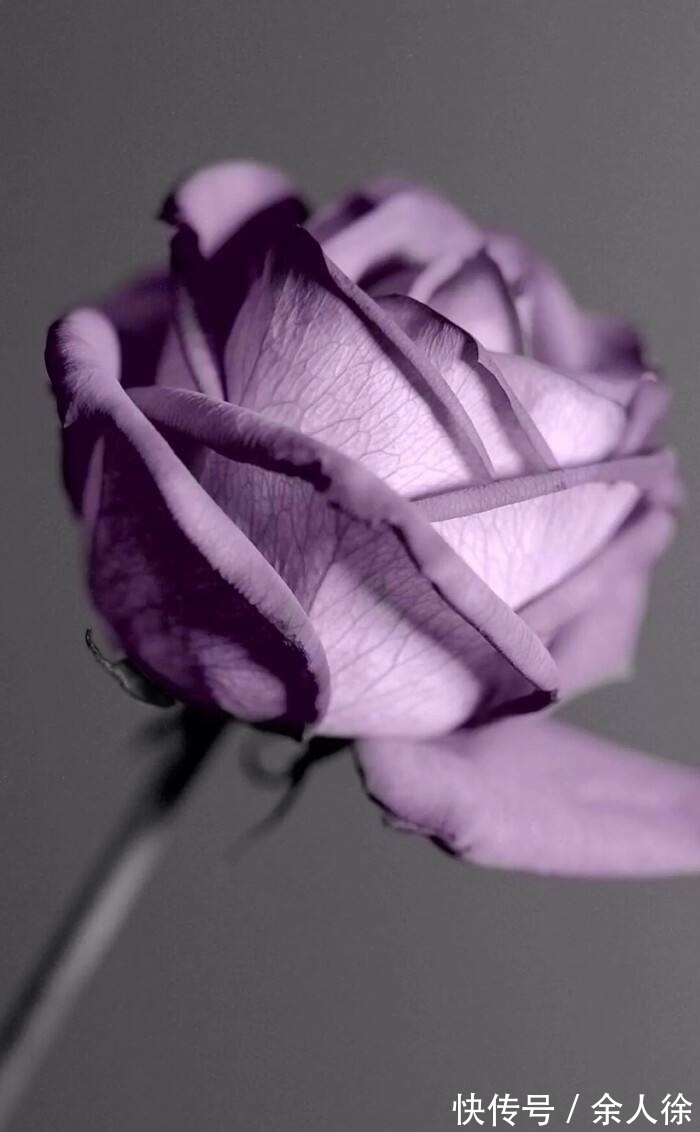 爱了最“危险”的四大星座,注定相爱相杀、虐恋情深