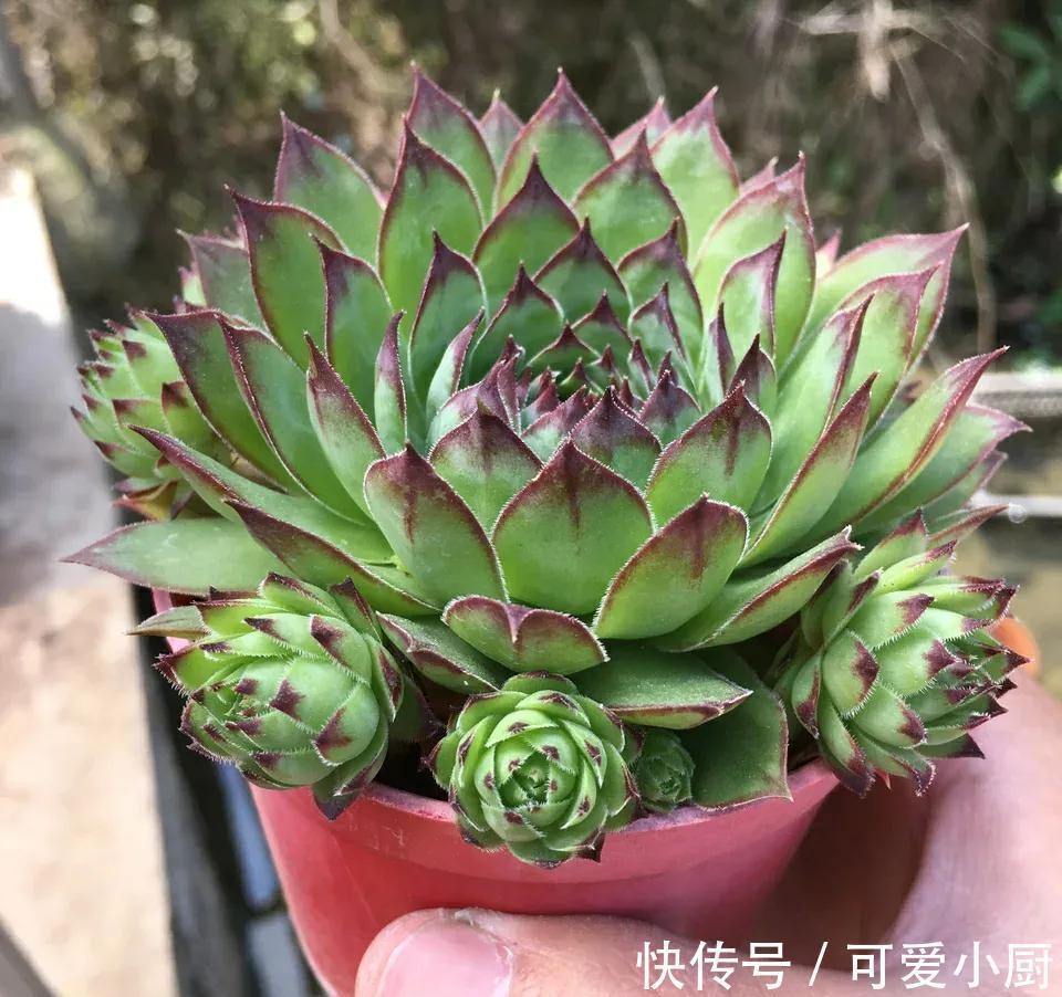 做好四件事,多肉在冬季也能散发迷人色彩,长出状态很轻松