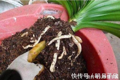 给花换盆后,3件事不能做,不然难服盆,还长不好