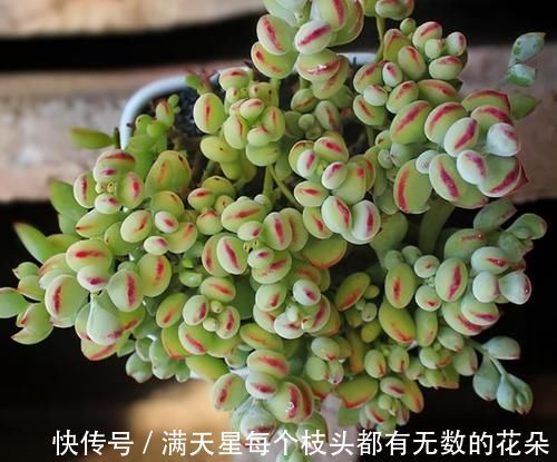 光照|多肉盆栽,天冷不上色怎么办?关小黑屋叶子1个月就变糖果色