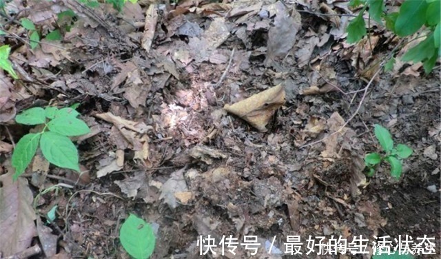 花卉|花盆土壤“硬如砖”，去公园捡“2宝贝”埋盆里，土壤松软白根壮！