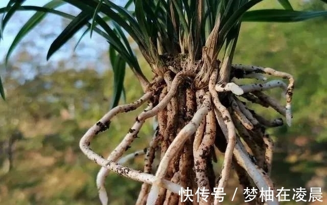 秋天兰花空根怎么办?这几种错误的处理方法,很难让空根再生根