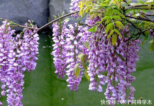 养护|有个院子只会养月季？种下两种藤本花，开花美香味浓，养护真省心