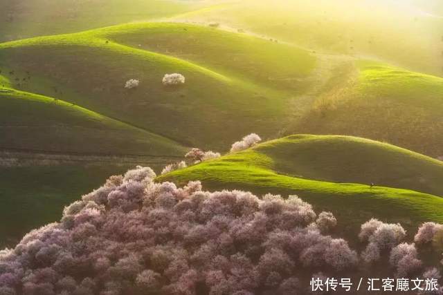 老年|在新疆伊犁杏花香雪里，等待杏花微雨中遇见你，从此一眼千年