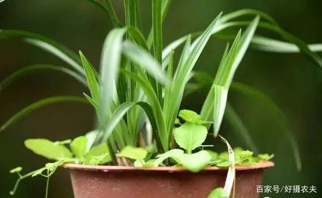 兰花换植料后,叶片有点萎蔫,是不服盆吗