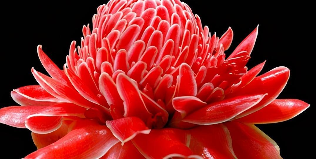 火炬姜:另类玫瑰瓷玫瑰,有玫瑰之艳丽,牡丹之华贵