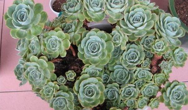 合适多肉新手种植的9种肉肉,新手的福音,最好养的肉肉