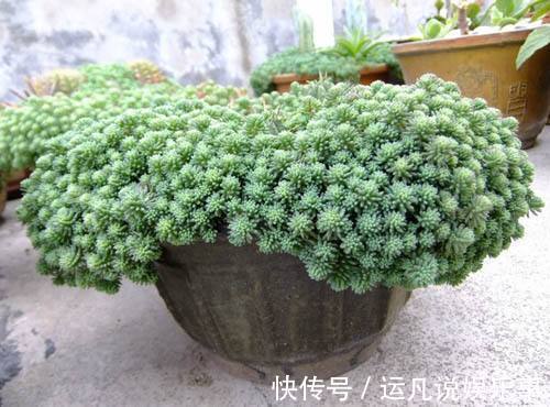 根茎部|5种漂亮花,喜欢“穷养”,挤在破盆里,能养30年