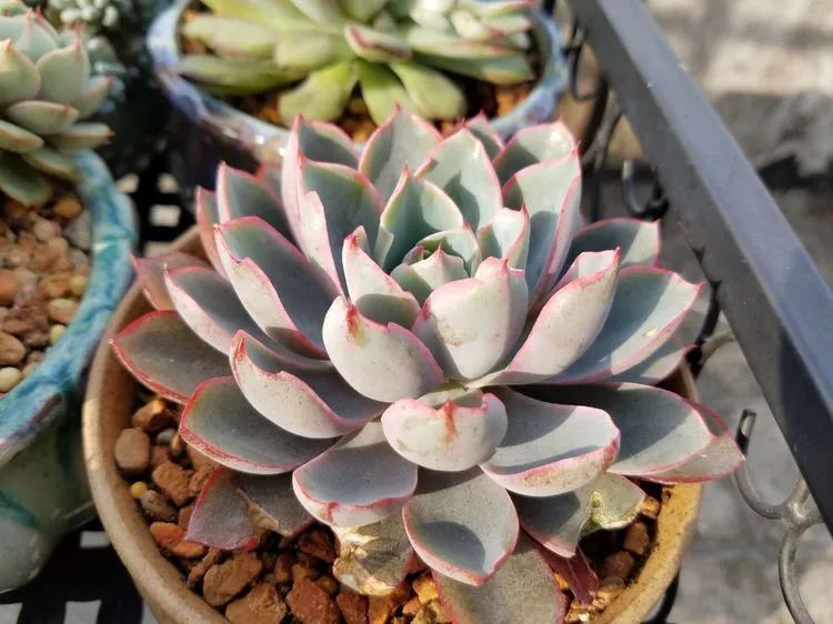 养肉三年，分享养肉经验，谈谈适合逆开挂区的多肉！