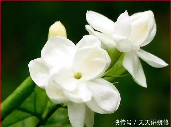 5种花被称为开花王,开花勤还爱爆盆,美极了