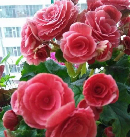 养花就选3种花,不怕热、不怕冷,开花漂亮花期长,轻松养爆盆!