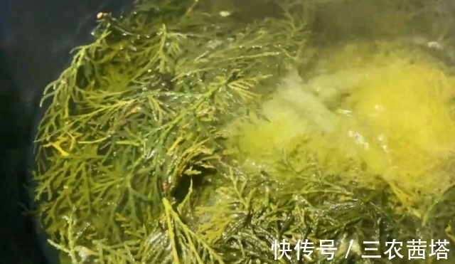 白发|农村一种野生“乌发”植物，熬水洗头摆脱白发脱发，遇到请珍惜！