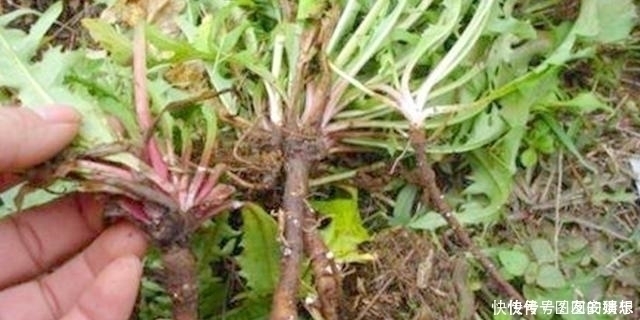 养肝护肝|养肝就是养命！肝不好的人，白开水里加点它，排出多年肝毒