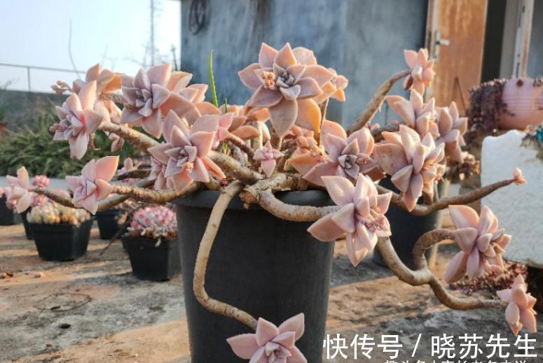 有些多肉几年没人管都不会死？据我所知有5-6个品种的确如此强横