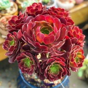 养多肉法师，满足3个条件，不用营养土也能长爆盆