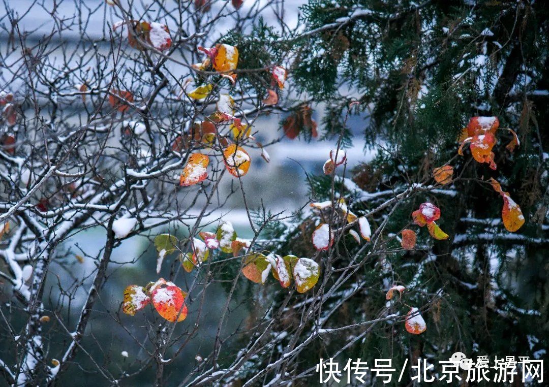 云赏雪|昌平初雪美景回放！雪缀红叶、红墙白雪…这也太美了吧