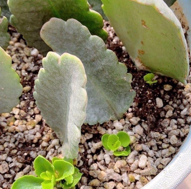 只要一片叶子就能插活的花,有3种,繁殖了一盆又一盆