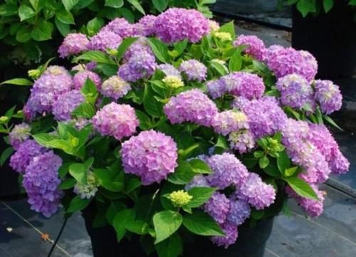 4种漂亮花，好打理，开起花来“拦”不住，美不胜收，你养了吗