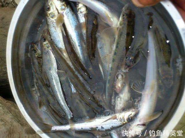 水河|大别山下,淠水河中,此鱼甚多,我们本地人叫它“船钉”