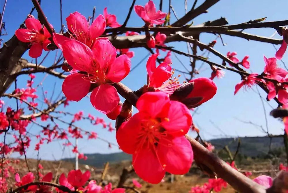 中年|春风吹，桃花开！