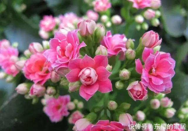 长寿花冬天要“懒养”,适当“虐一虐”,叶肥花又美,天天有花赏