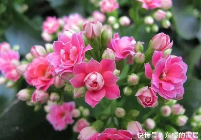 长寿花冬天要“懒养”，适当“虐一虐”，叶肥花又美，天天有花赏