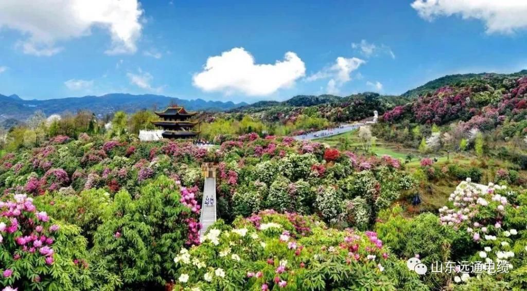 又是一年赏花时！踏春攻略，浪漫花与海