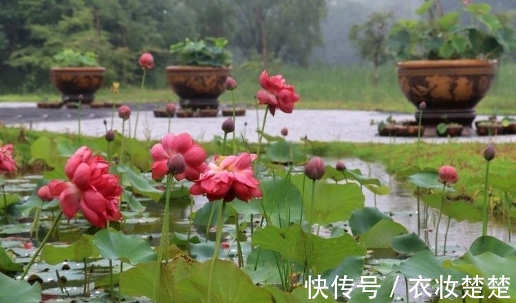 “四蒂睡莲”长什么样?一起来花博园看荷花、莲花群芳争艳
